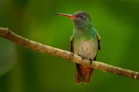 Kolibrik rezavoocasy - Amazilia tzacatl - Rufous-tailed Hummingbird o2709